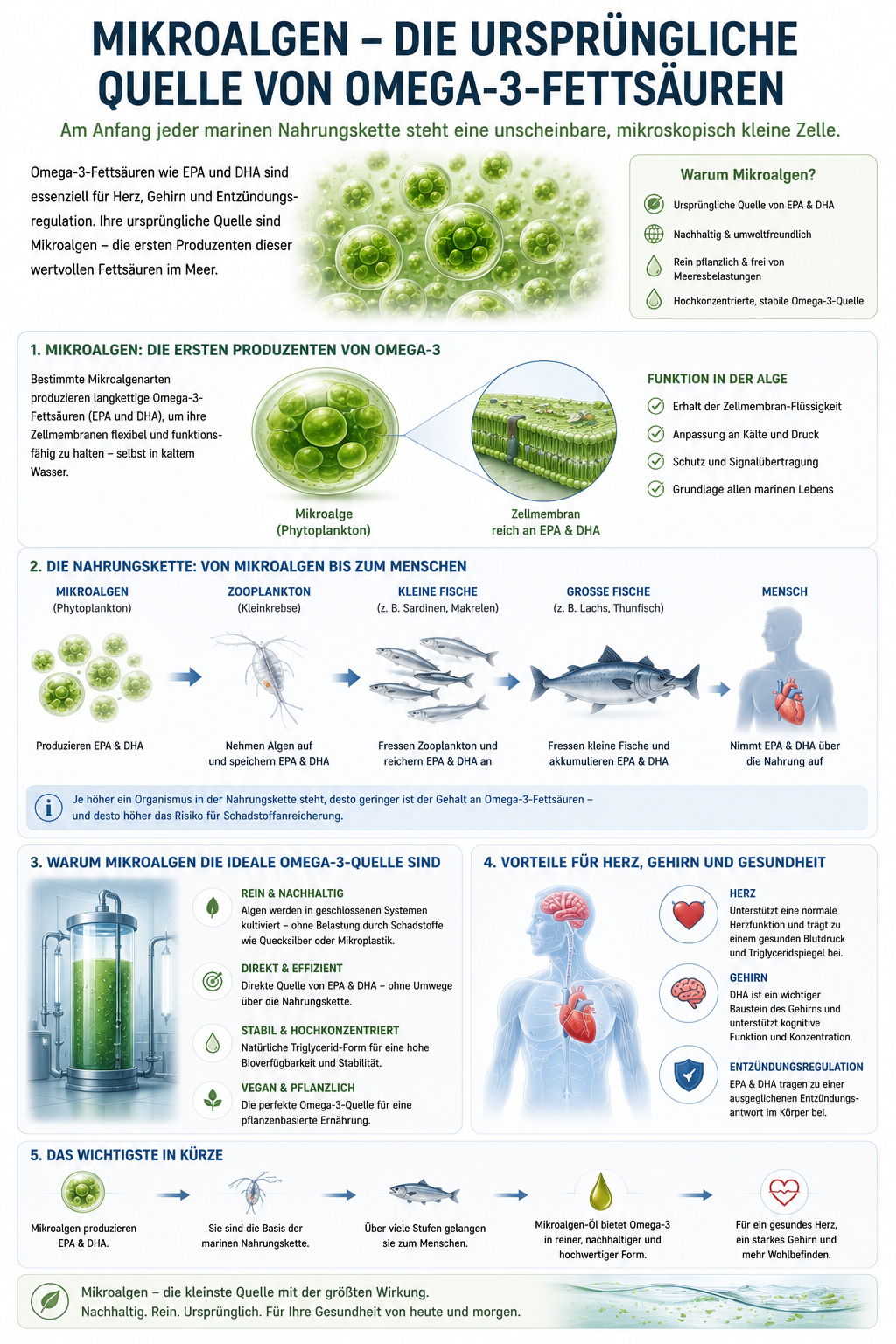 Mikroalgen als ursprüngliche Quelle von Omega-3-Fettsäuren