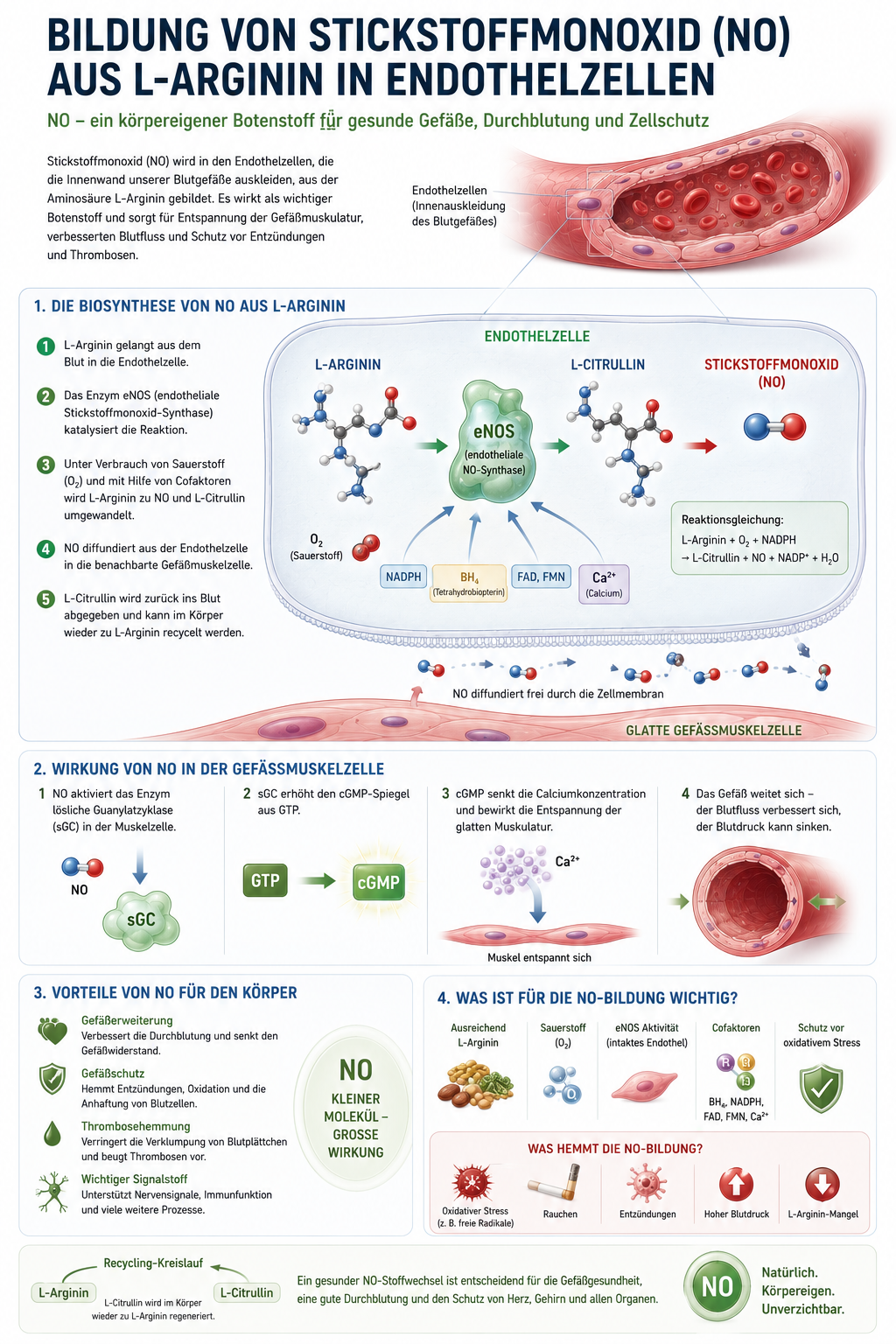 Bildung von Stickstoffmonoxid aus L-Arginin in Endothelzellen