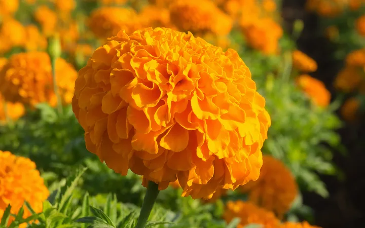 Leuchtend orange Blüten der Afrikanischen Studentenblume, Tagetes erecta, auf einem sonnigen Blütenfeld