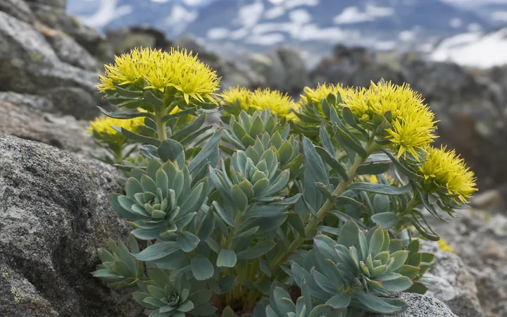Rhodiola rosea, die Rosenwurz, mit gelben Blüten zwischen Fels in nordischer Hochgebirgslandschaft