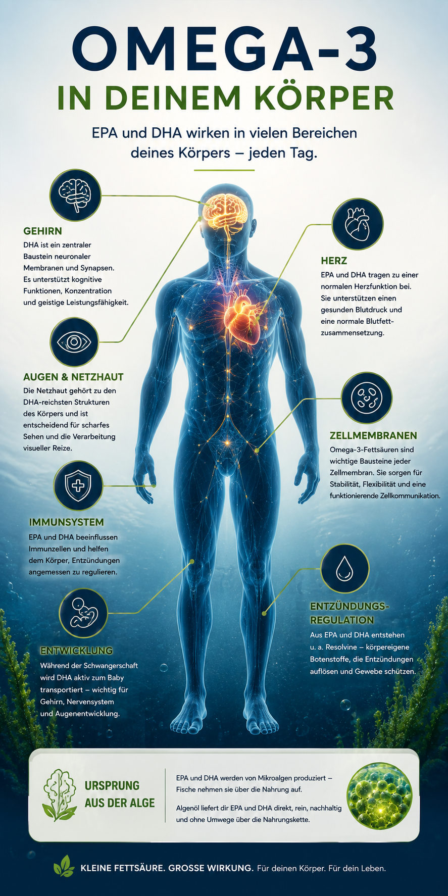 Infografik aus dem Kurzratgeber: Omega-3 in deinem Körper, mit Gehirn,
             Augen und Netzhaut, Herz, Zellmembranen, Immunsystem und Entwicklung